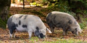 Spencers Estate Agents New Forest pig pannage