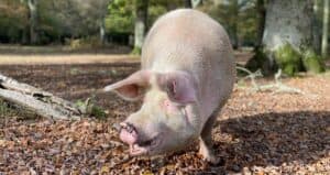 Pig smiling in the New Forest.