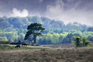 The New Forest voted number one national park in Europe