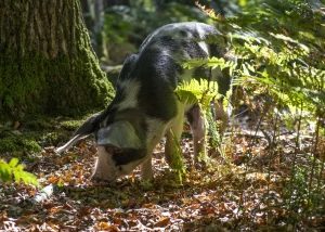 New Forest pig looking for acorns on the floor.